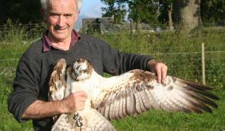 Aguila pescadora Morven con Roy