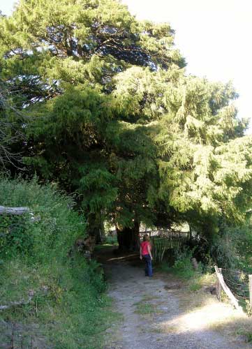 Texu en Asturias Occidental
