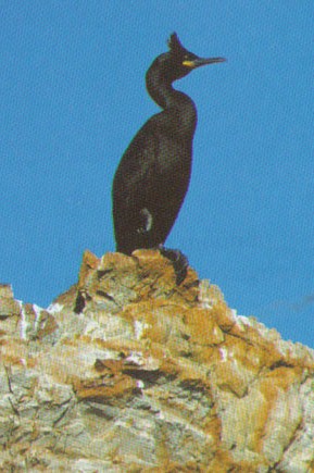 Cormor&aacute;n mo&ntilde;udo de Cabo de Pe&ntilde;as (Asturias)