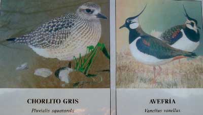 Avefria y chorlito en la ría de Villaviciosa