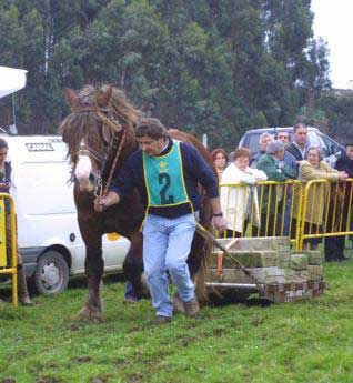 Arrastre de piedras por caballos