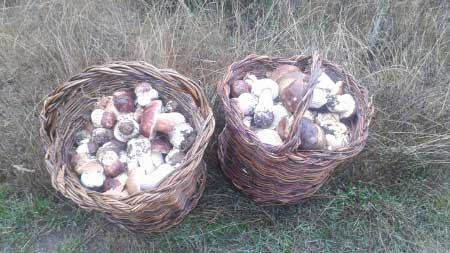 Boletus recogidos en otoño
