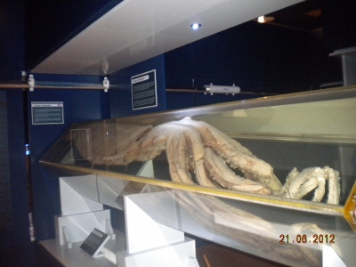 Calamar gigante