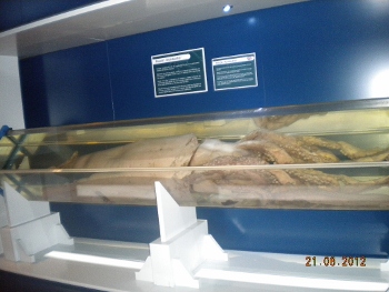 Calamar Gigante CEPESMA