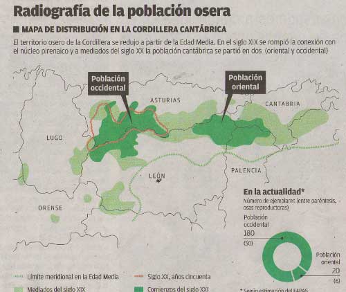 Evolución de la población del oso pardo en la cordillera Cantábrica
