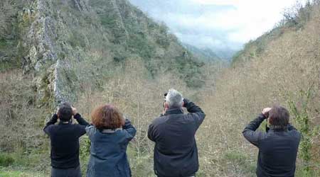 Avistamiento de ososs en Somiedo (Asturias-España)