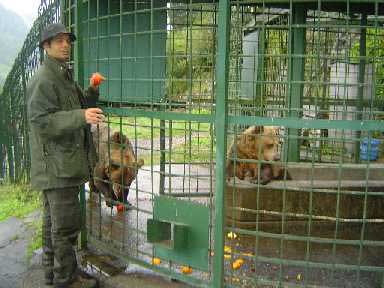 Osas Paca y Tola en el Cercado de Proaza (Asturias)
