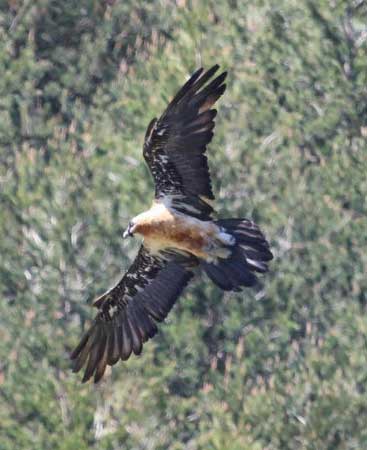 Vuelo del quebrantahuesos por los Picos de Europa de Asturias