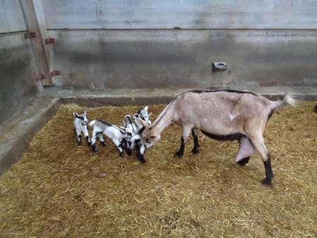 Cabra raza alpina con 5 cabritos (Benia de Onís-Asturias)